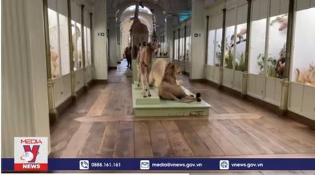Bỉ: Bảo tàng Tournai tích cực bảo vệ các loài nguy cấp