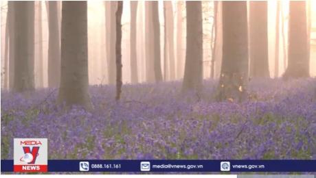 Khu rừng tại Bỉ khoác thảm hoa tím rực rỡ