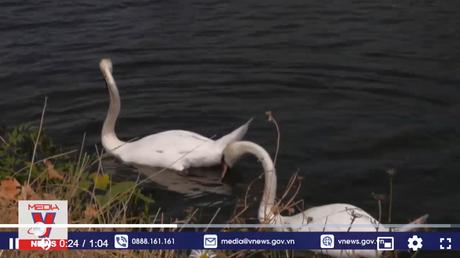 Lễ hội truyền thống đếm thiên nga ở nước Anh