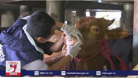 Australia phát hiện mầm bệnh lở mồm long móng trong thịt nhập khẩu