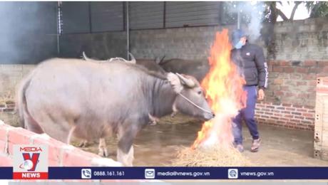 Người dân Điện Biên phòng chống rét cho gia súc