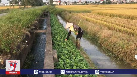 Người dân ở Hải Dương phun thuốc diệt cỏ xuống kênh.