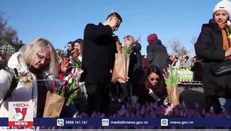 Tưng bừng lễ hội hoa tulip ở Hà Lan