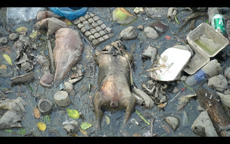 Rác ngập kênh Nhiêu Lộc - Thị Nghè