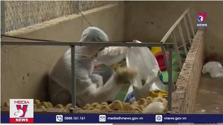 Kon Tum phát hiện ổ dịch cúm gia cầm H5N1