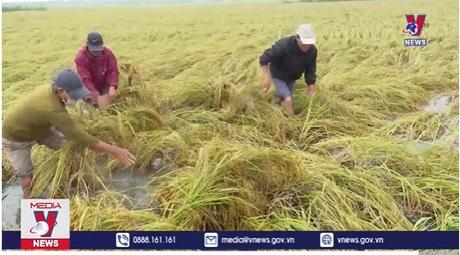 Gần 8.000 ha lúa bị đổ ngã do mưa lớn tại Thừa Thiên – Huế