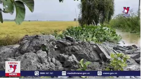 Long An gia cố đê bao bảo vệ hơn 11.000 ha lúa ngập lũ