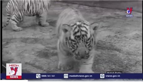 Các sở thú ở Anh đứng trước nguy cơ đóng cửa