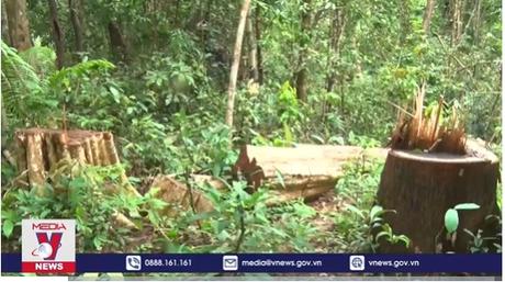 Mở rộng điều tra vụ phá rừng ở Kon Tum