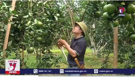 Hà Giang phát triển cây cam Sành theo hướng nông nghiệp bền vững