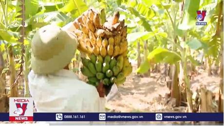 Nhiều loại nông sản được xuất khẩu chính ngạch