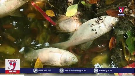 Xung quanh việc cá chết ở Hồ Tây