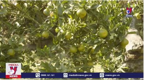 Được mùa trái ngọt trên vùng 