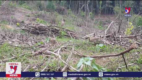 Bảo vệ lá phổi xanh của thủ đô