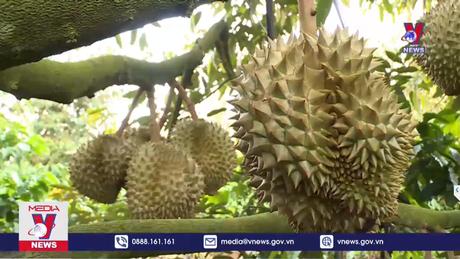 Sản xuất minh bạch bắt đầu từ câu chuyện sầu riêng