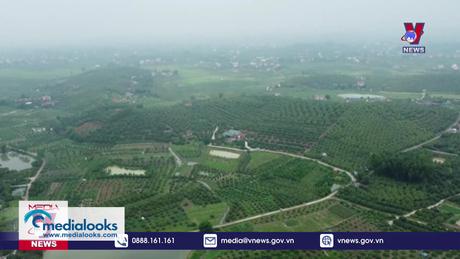 Quản lý mã số vùng trồng còn nhiều bất cập 