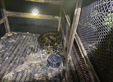 Bình Phước: Chui vào chuồng bắt trăn, người đàn ông bị trăn siết cổ tử vong