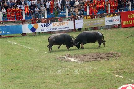  Trâu chọi Đồ Sơn bị nghi tiêm thuốc kích thích