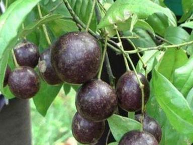 Ăn quả hồng trâu, nhiều trẻ bị ngộ độc nặng