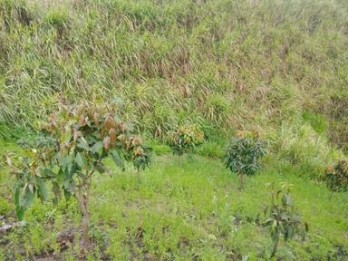 Sơn La: Phát hiện thi thể 1 học sinh trên nương mía