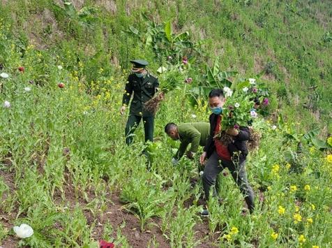Phát hiện, bắt giữ 1 đối tượng trồng và phá nhổ hơn 2.000 cây thuốc phiện


