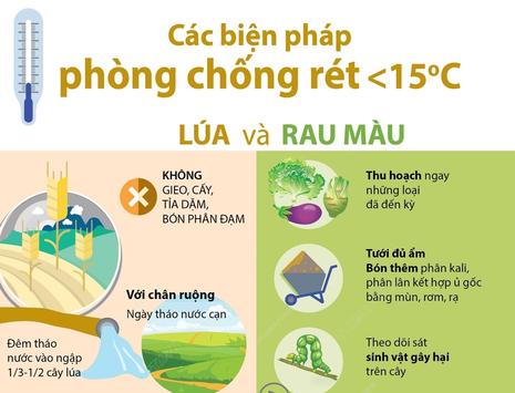 Các biện pháp phòng chống rét dưới 15 độ C cho lúa và rau màu