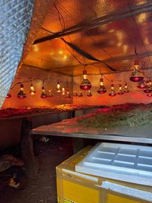 Gia Lai phát hiện, bắt giữ đối tượng trồng, sơ chế cần sa tại vườn nhà