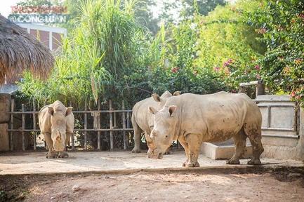 Điều tra nguyên nhân 6 con tê giác chết ở khu du lịch sinh thái tại Nghệ An