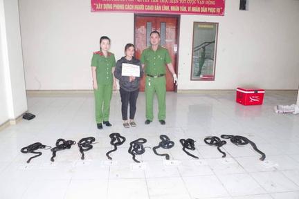 Đưa 9 con rắn hổ mang chúa đi giao thì bị bắt