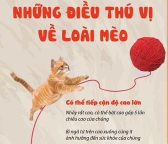 Những điều thú vị về loài mèo