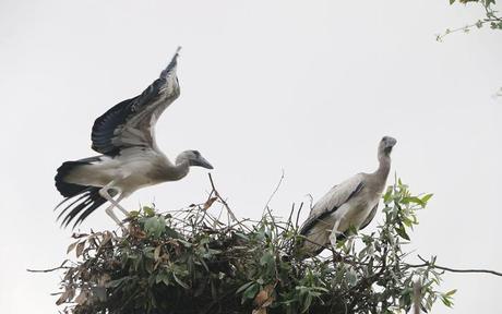 Đồng Tháp: 13 loài chim quý hiếm nguy cơ tuyệt chủng cần bảo vệ