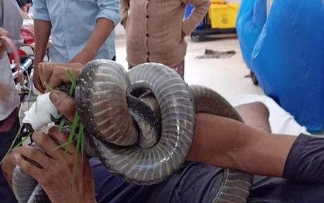 Ôm cả con rắn hổ mang Chúa cùng đi cấp cứu và câu chuyện thương cảm sau đó