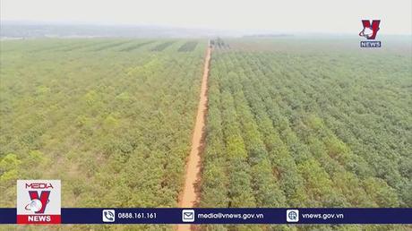 Xuất khẩu cao su tăng cao trở lại