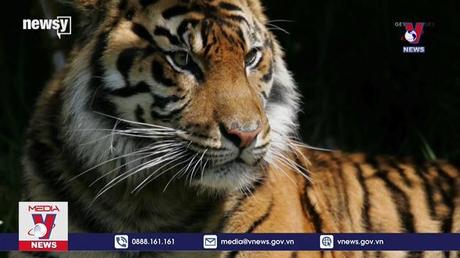 Tín ngưỡng sùng bái “ông Ba Mươi” của người châu Á