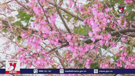 Hoa anh đào tại Măng Đen nở rộ đầu năm