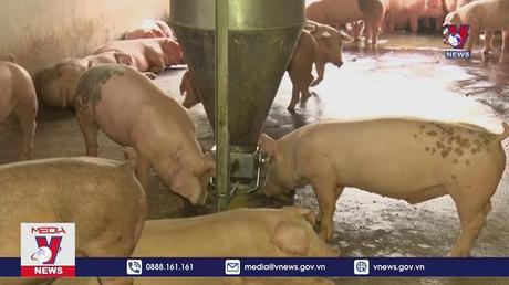 Xử lý nghiêm những trường hợp trục lợi từ việc tiêu hủy lợn 