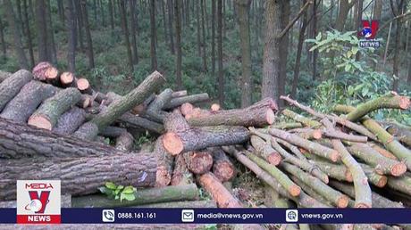 Hà Tĩnh: Cần xem xét kỹ việc tỉa thưa rừng thông tại chùa Chân Tiên