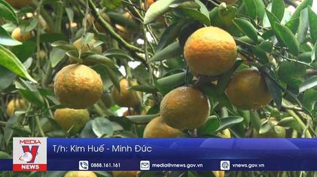 Xúc tiến tiêu thụ cam Hà Giang