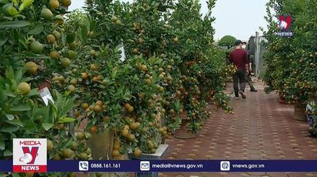 Nỗi lo đầu ra cho quất Tứ Liên