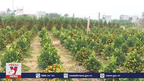 Người trồng quất Nam Định lo thất thu vụ tết