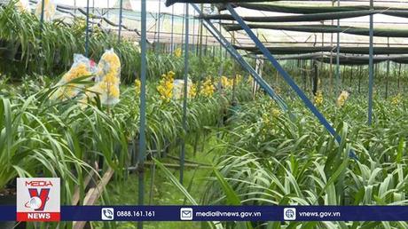 Lâm Đồng: 70% hoa địa lan Đà Lạt nở sớm khiến nông dân lo lắng