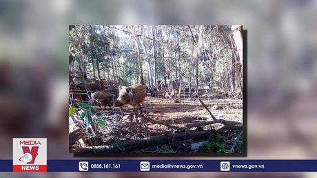 Italy lo ngại nguy cơ bùng phát dịch tả lợn châu Phi