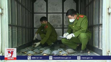 Triệt phá đường dây buôn bán rùa quý hiếm 