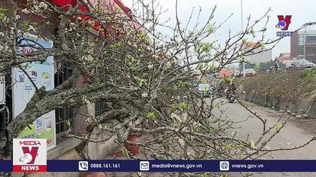 Hoa Tết xuống phố 