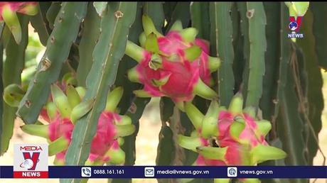 300 nghìn tấn thanh long cần tiêu thụ