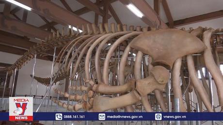 Phục dựng hai bộ xương cá ông hơn 250 năm tuổi ở Lý Sơn