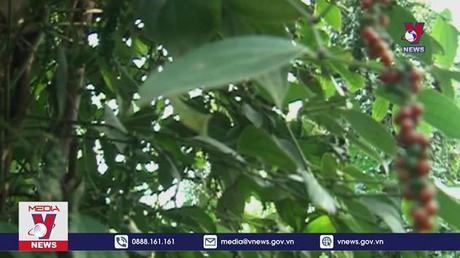 Hạt tiêu xuất khẩu tiếp tục ở mức cao