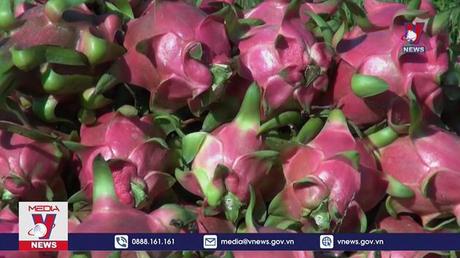 Bộ Công thương chỉ đạo tiêu thụ khẩn thanh long