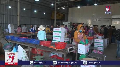 Hải Dương xuất khẩu lô cà rốt đầu tiên của năm 2022