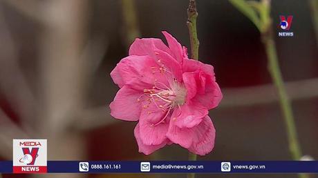 Cán bộ, công chức được nghỉ Tết Nhâm Dần 5 ngày